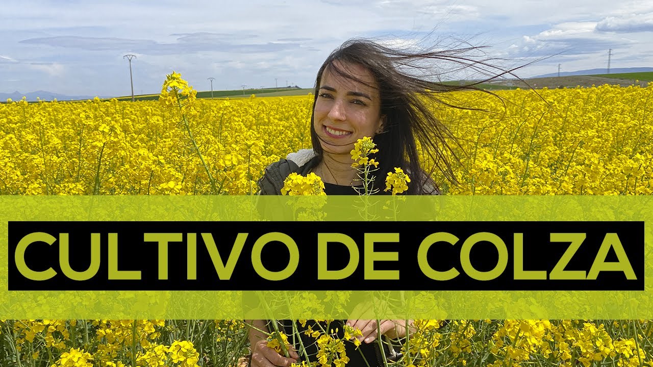 ¿Cuánto tarda en crecer la colza?