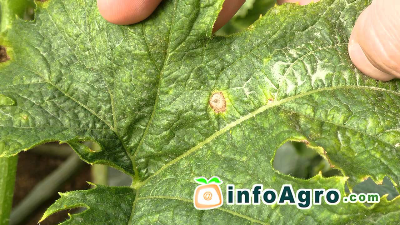 ¿Cómo controlar el mildiu en calabaza?
