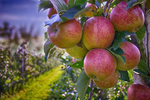 ¿Cuáles son los frutales de pepita?