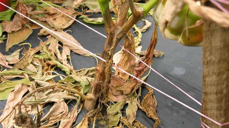 ¿Cómo acabar con la Phytophthora?