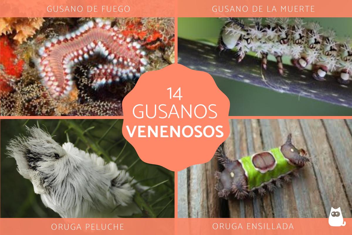 ¿Cuáles son los tipos de gusanos?