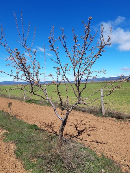 ¿Qué es la poda de almendros?
