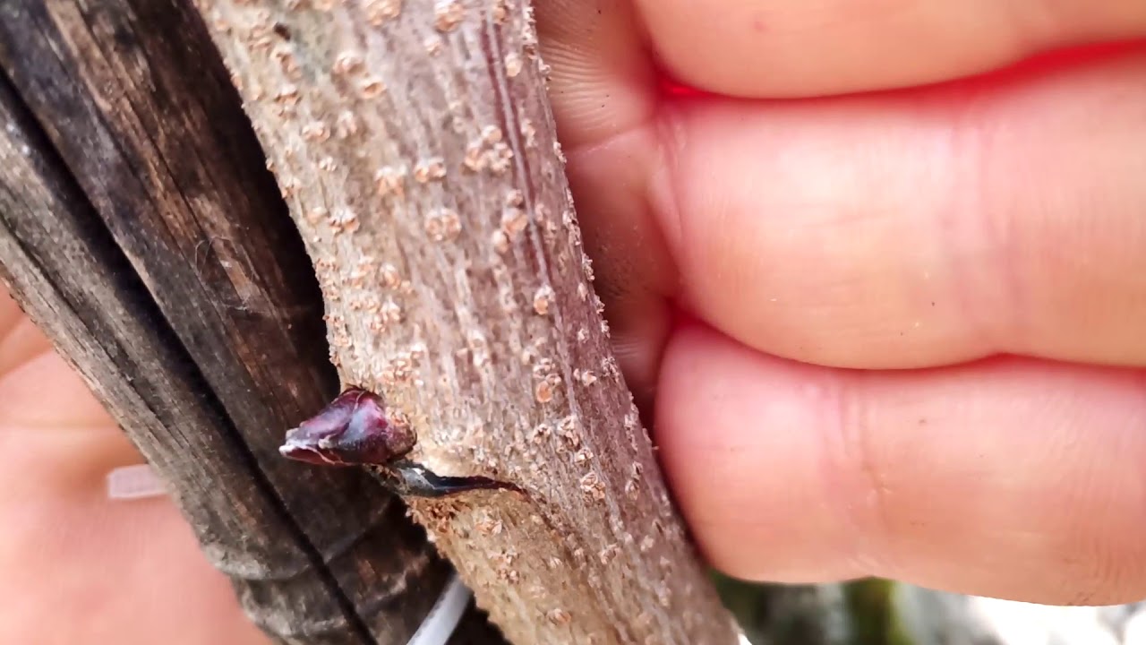 ¿Cómo saber si un árbol de pistacho es macho o hembra?