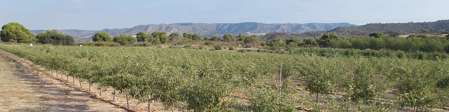 ¿Cuánto hay que regar los almendros?
