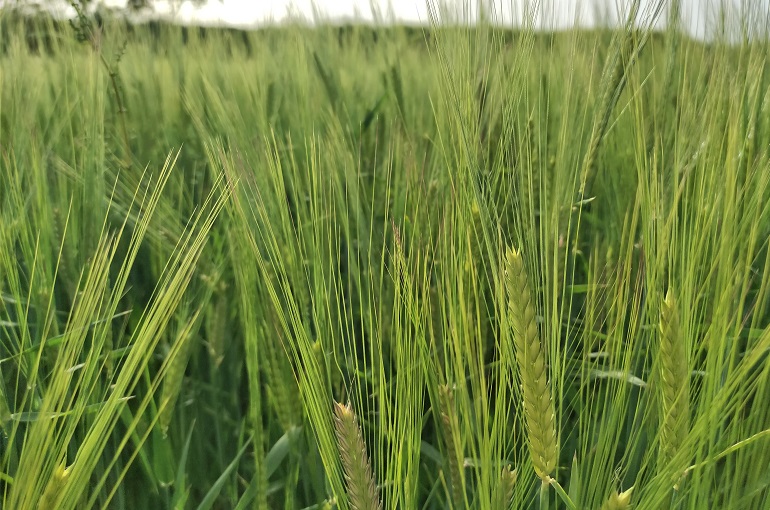 ¿Cuántas plantas de cebada por hectárea?