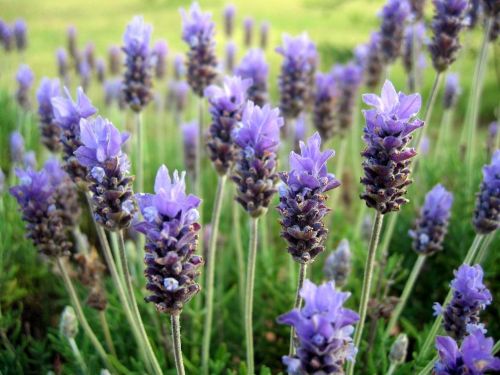 ¿Cuándo es el tiempo de plantar lavanda?