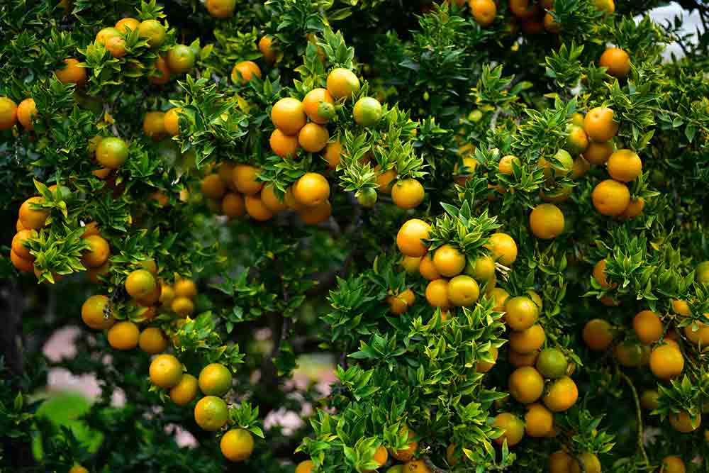 ¿Cómo saber si la planta de naranja está enferma?