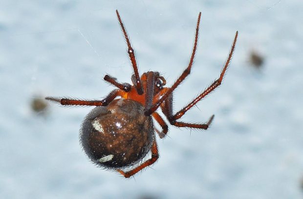 ¿Qué tan peligrosa es la araña roja?