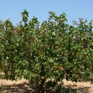 ¿Cuántos árboles de pistacho caben en 1 hectárea?
